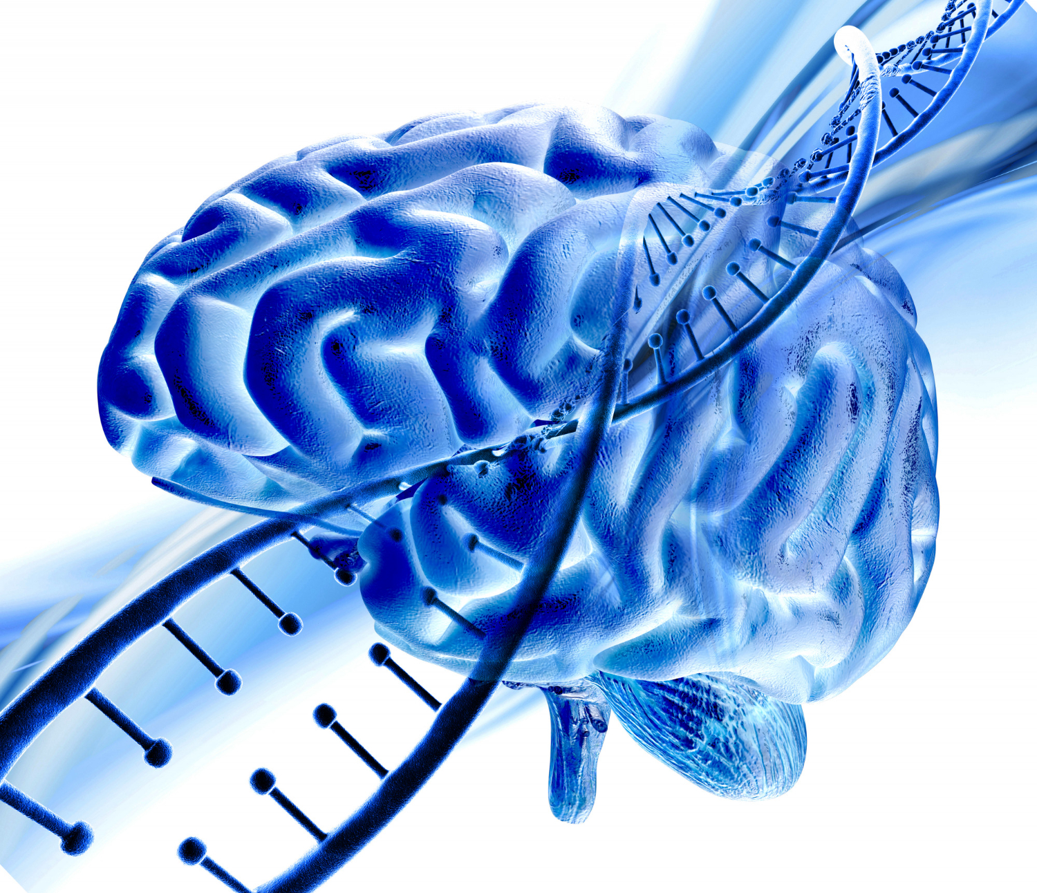 آموزش آناتومی ساقه مغز «Brain stem»